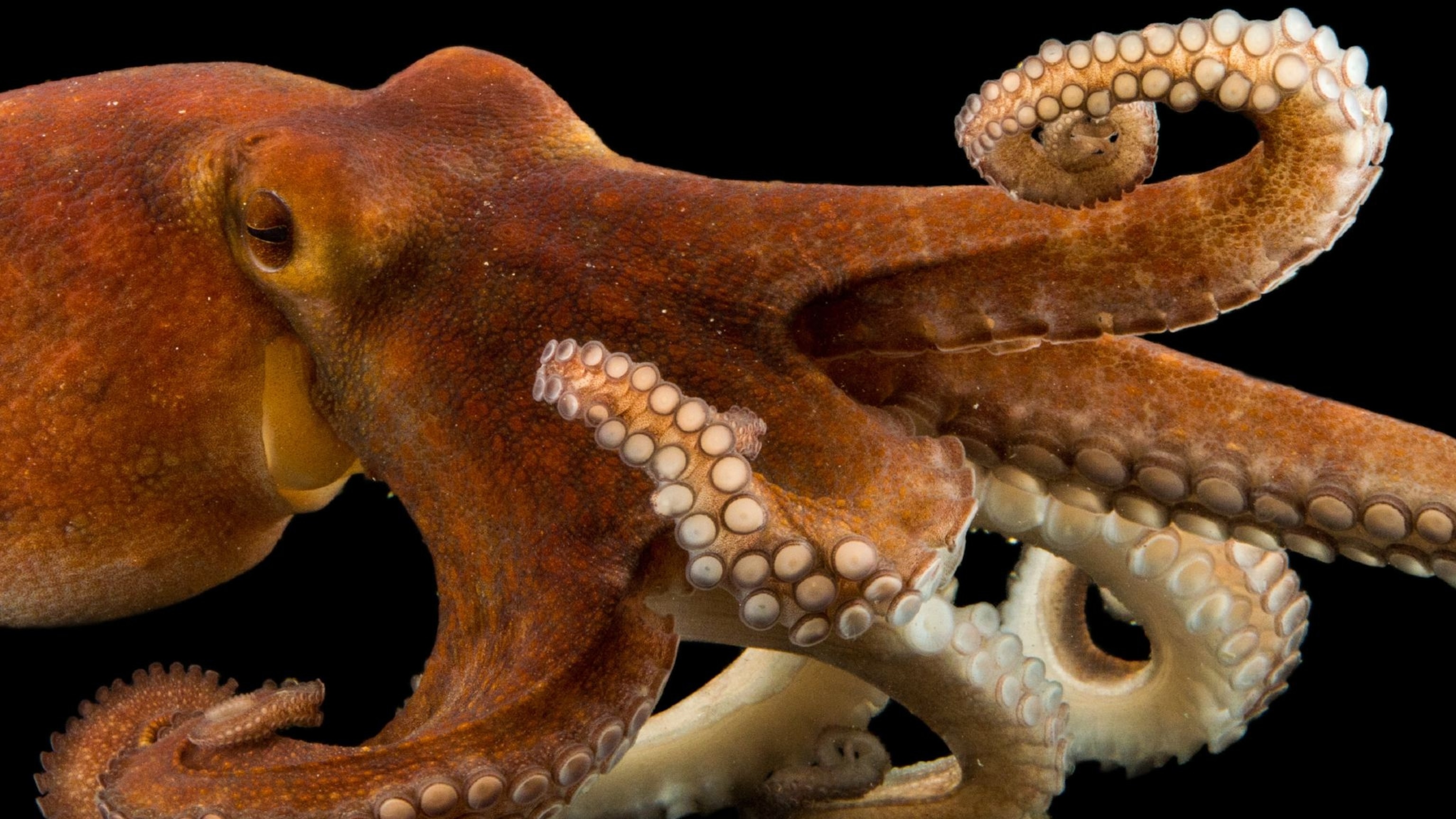 Detail Images Octopus Nomer 3