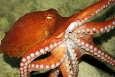 Detail Images Octopus Nomer 22