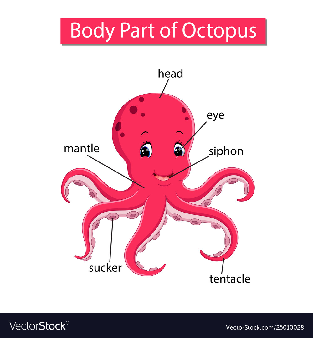 Detail Images Octopus Nomer 23