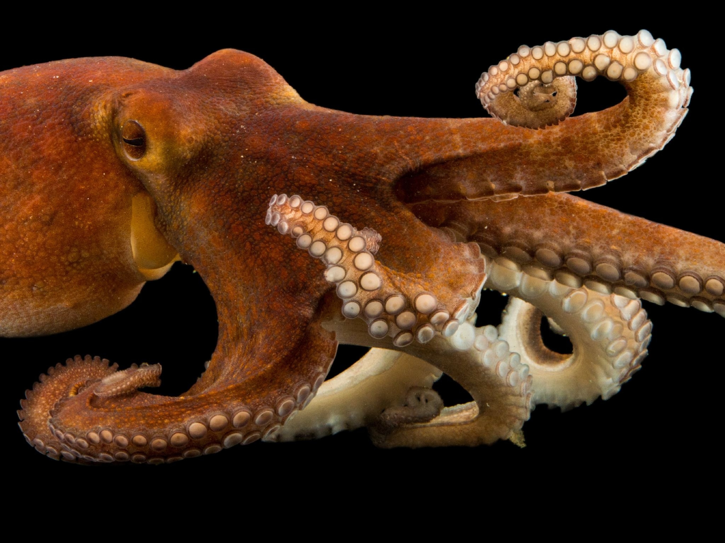 Detail Images Octopus Nomer 26