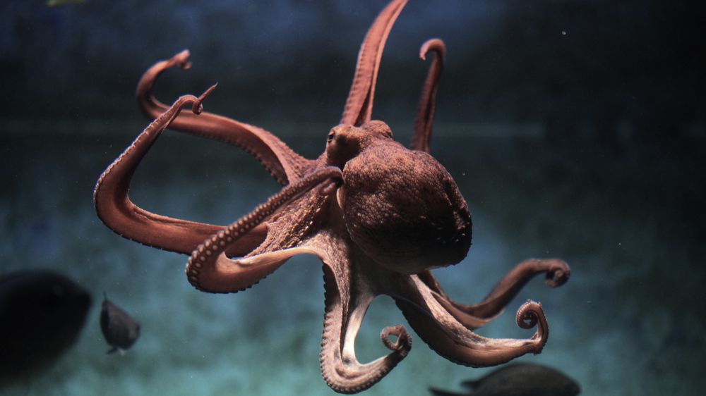 Detail Images Octopus Nomer 27