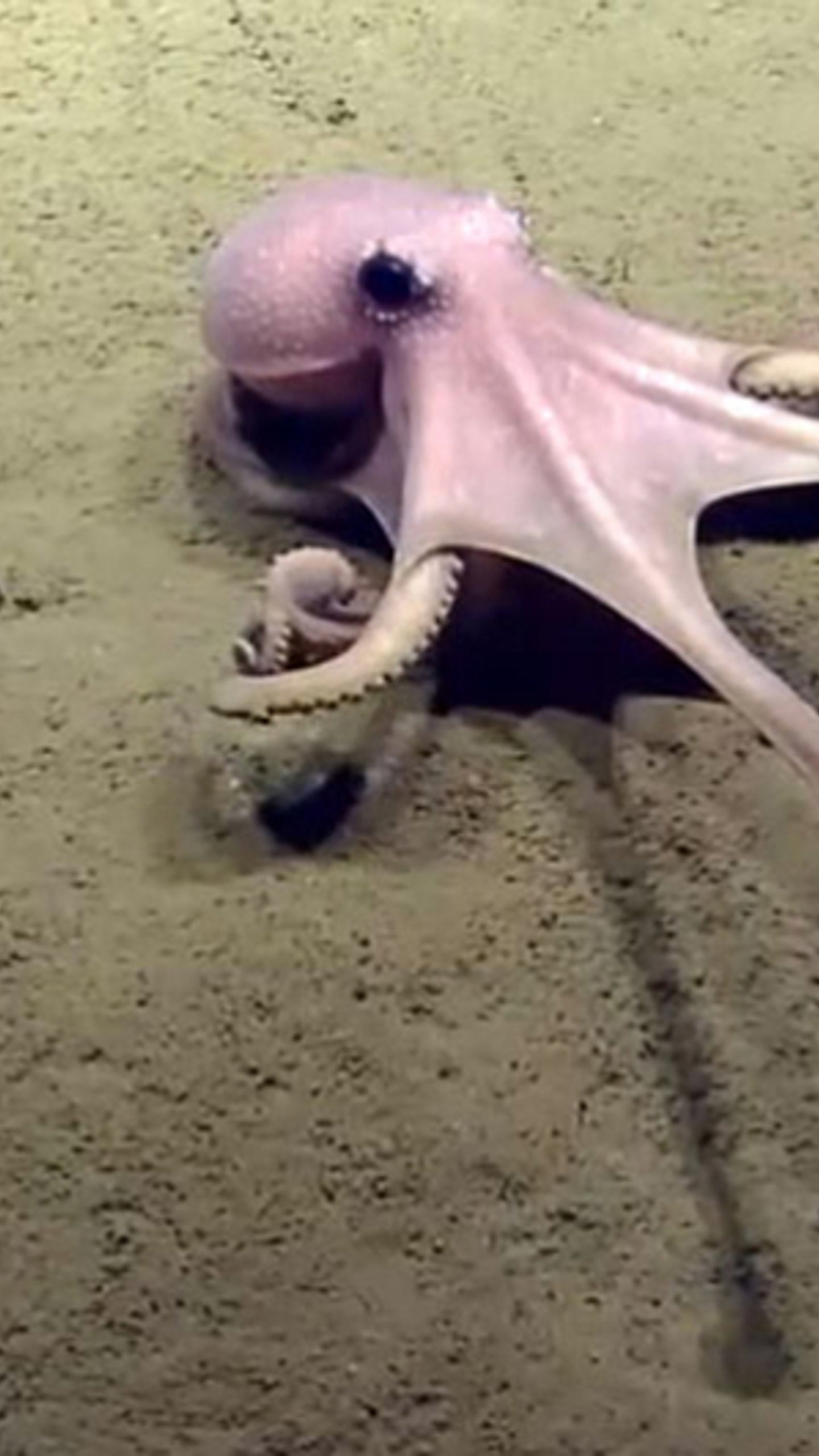 Detail Images Octopus Nomer 28