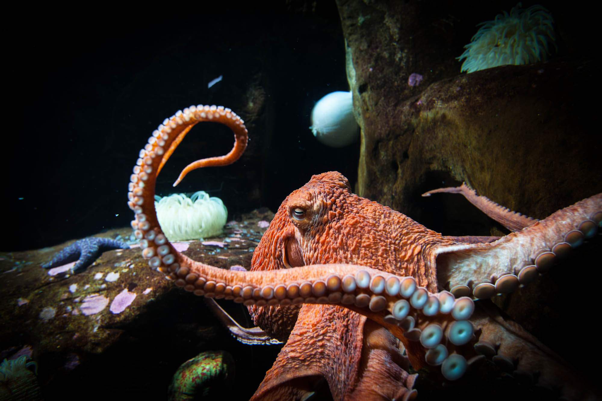 Detail Images Octopus Nomer 29