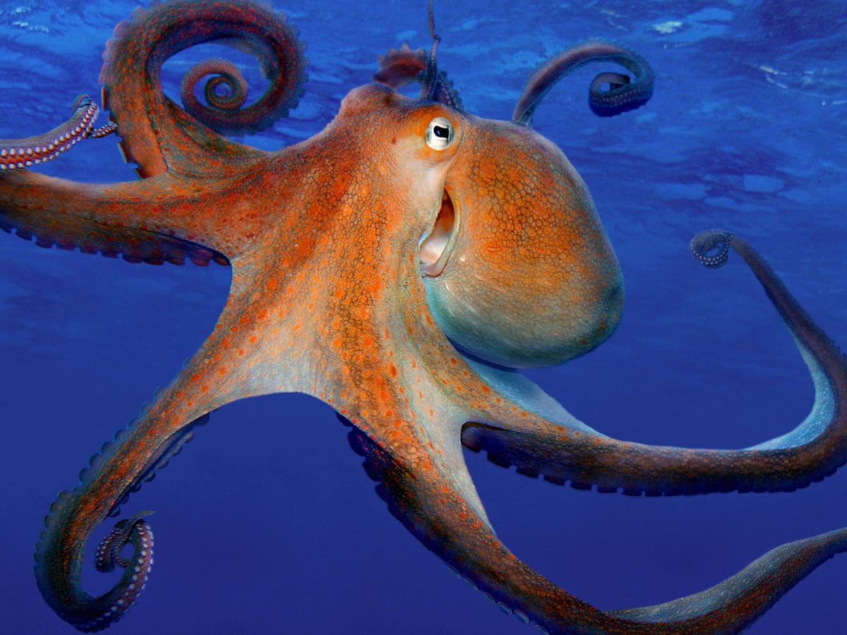 Detail Images Octopus Nomer 4