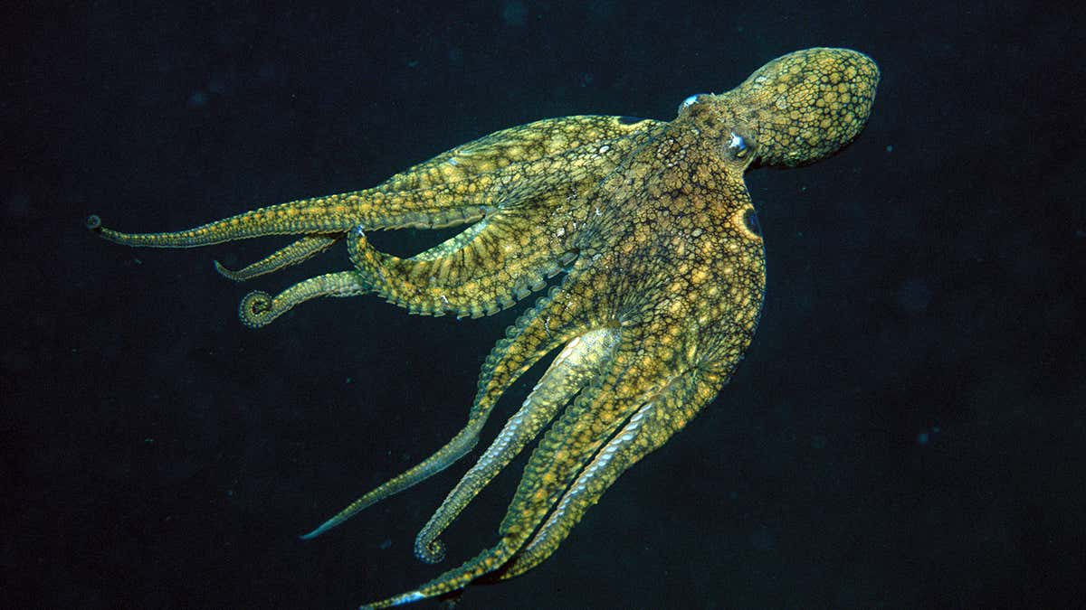 Detail Images Octopus Nomer 31