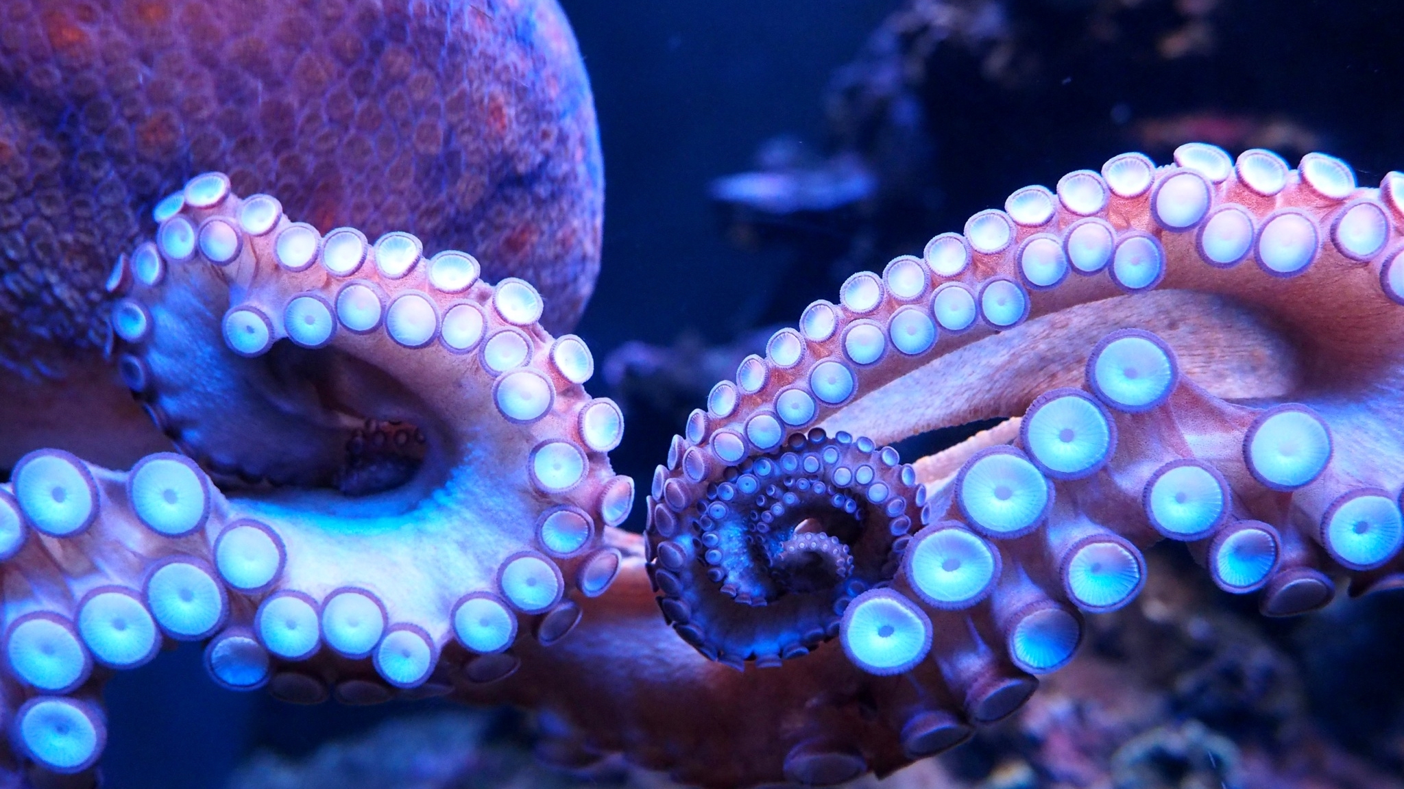 Detail Images Octopus Nomer 32