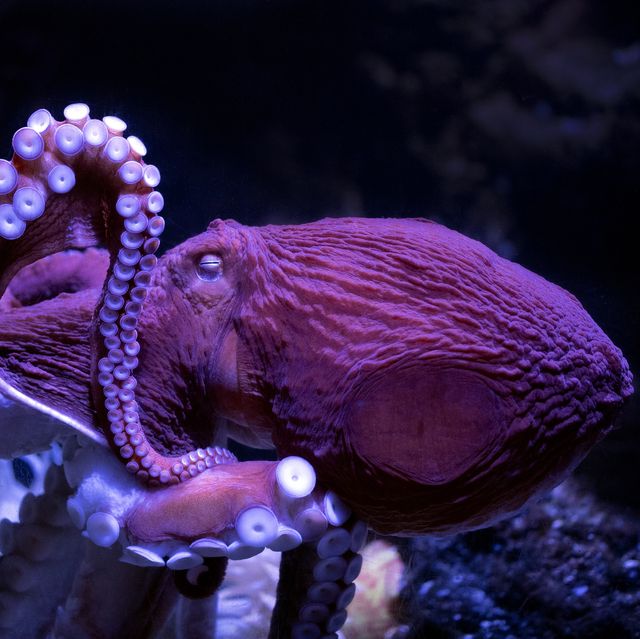 Detail Images Octopus Nomer 36