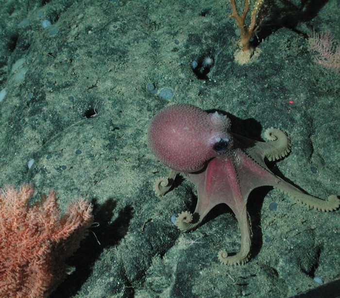 Detail Images Octopus Nomer 42