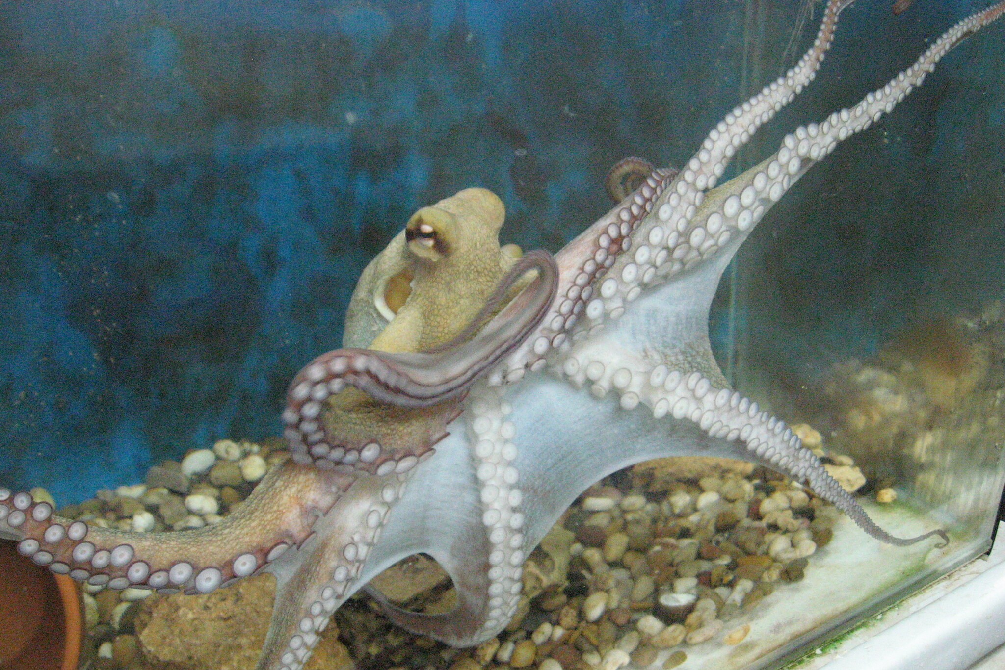 Detail Images Octopus Nomer 45