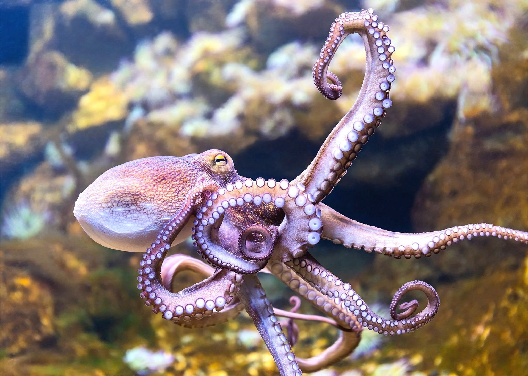 Detail Images Octopus Nomer 6