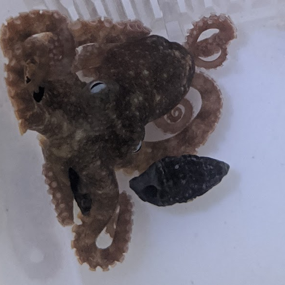 Detail Images Octopus Nomer 48