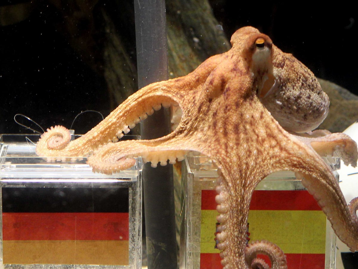 Detail Images Octopus Nomer 49