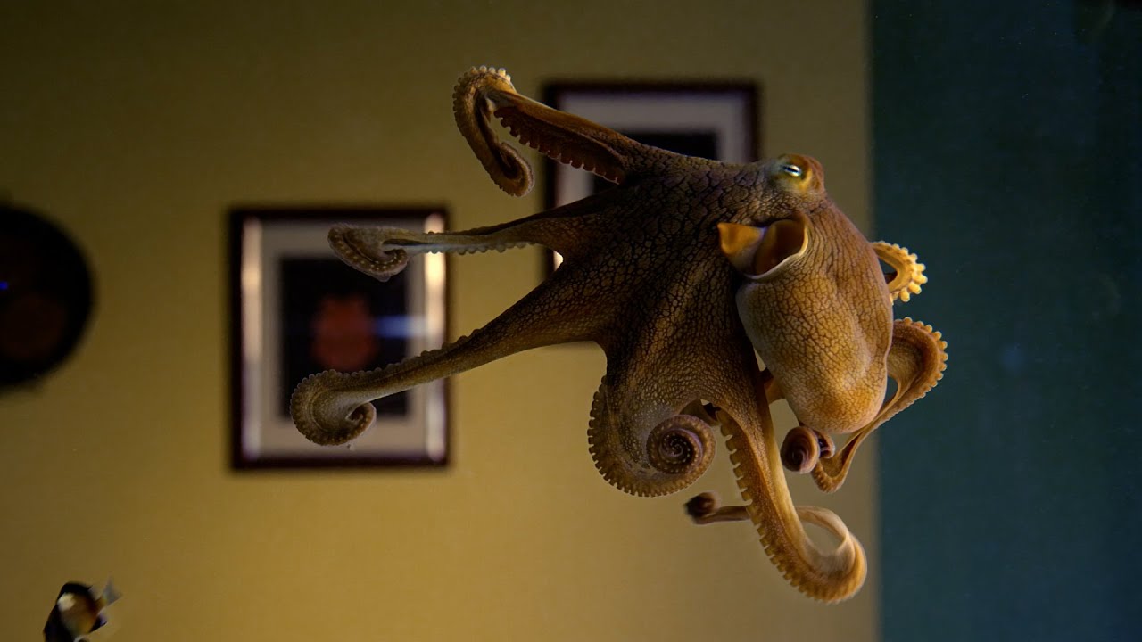 Detail Images Octopus Nomer 51