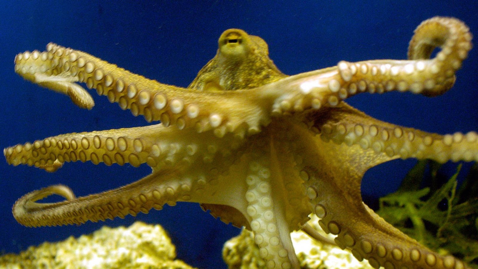 Detail Images Octopus Nomer 52