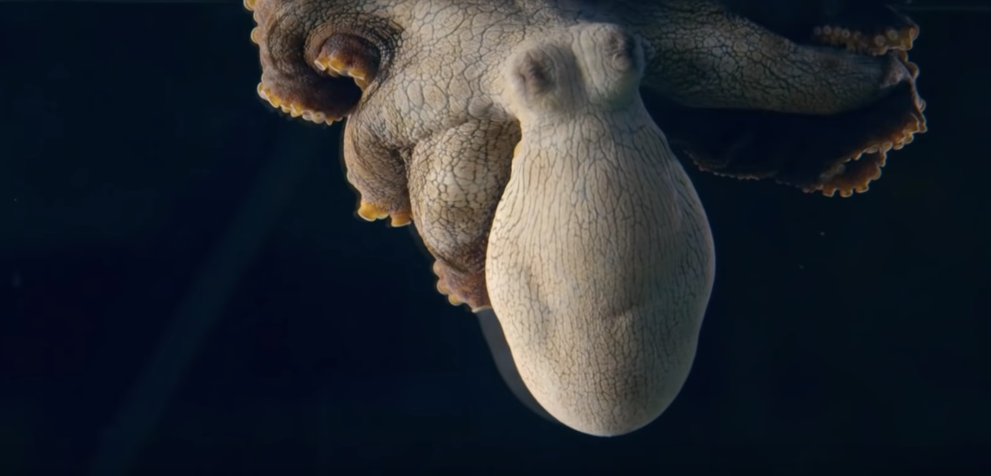 Detail Images Octopus Nomer 54
