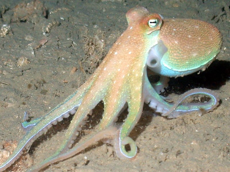 Detail Images Octopus Nomer 55