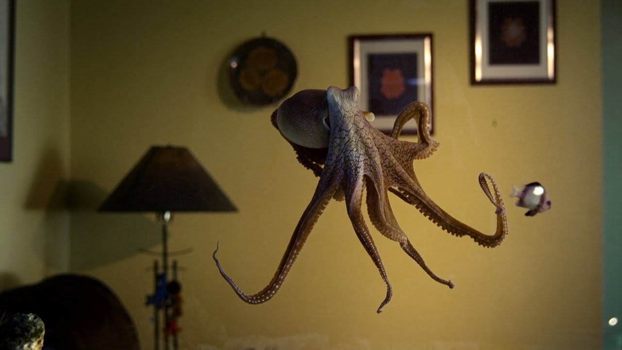Detail Images Octopus Nomer 57