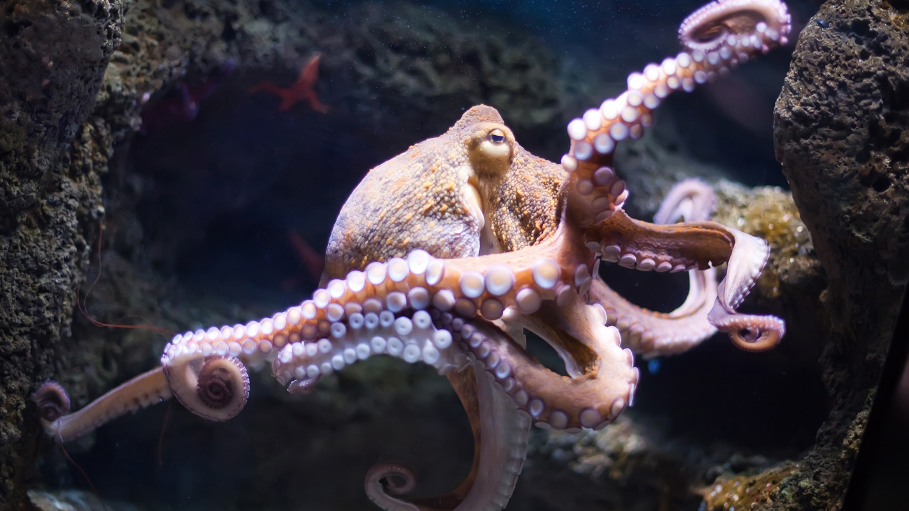 Detail Images Octopus Nomer 7