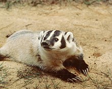 Images Of A Badger - KibrisPDR