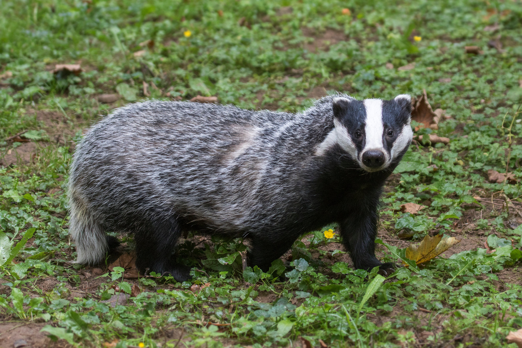 Detail Images Of A Badger Nomer 2