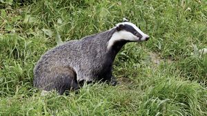 Detail Images Of A Badger Nomer 19