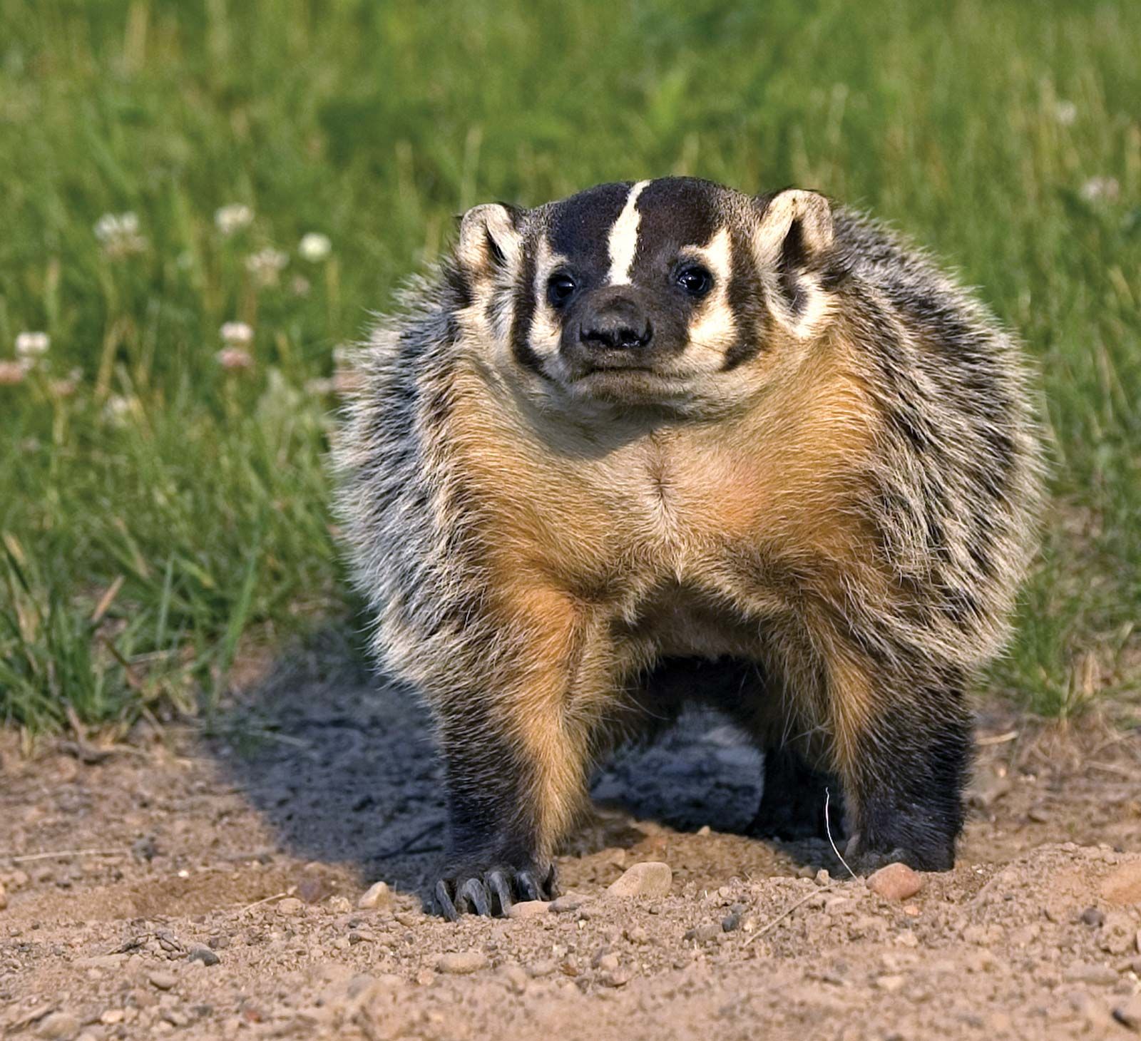 Detail Images Of A Badger Nomer 4