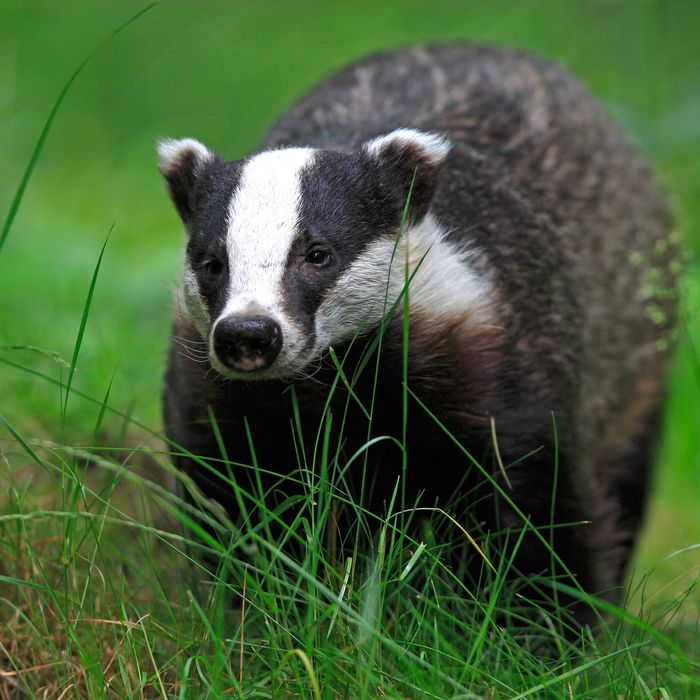 Detail Images Of A Badger Nomer 5