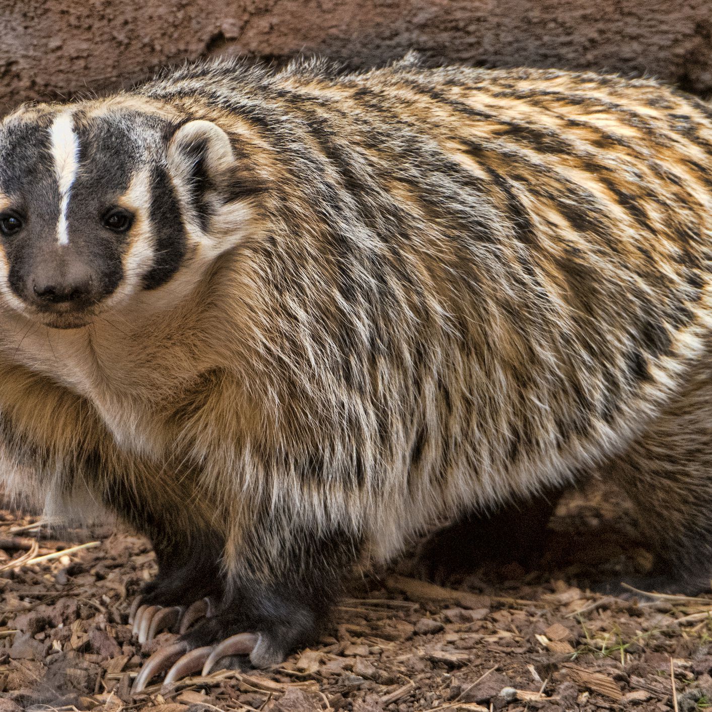 Detail Images Of A Badger Nomer 6