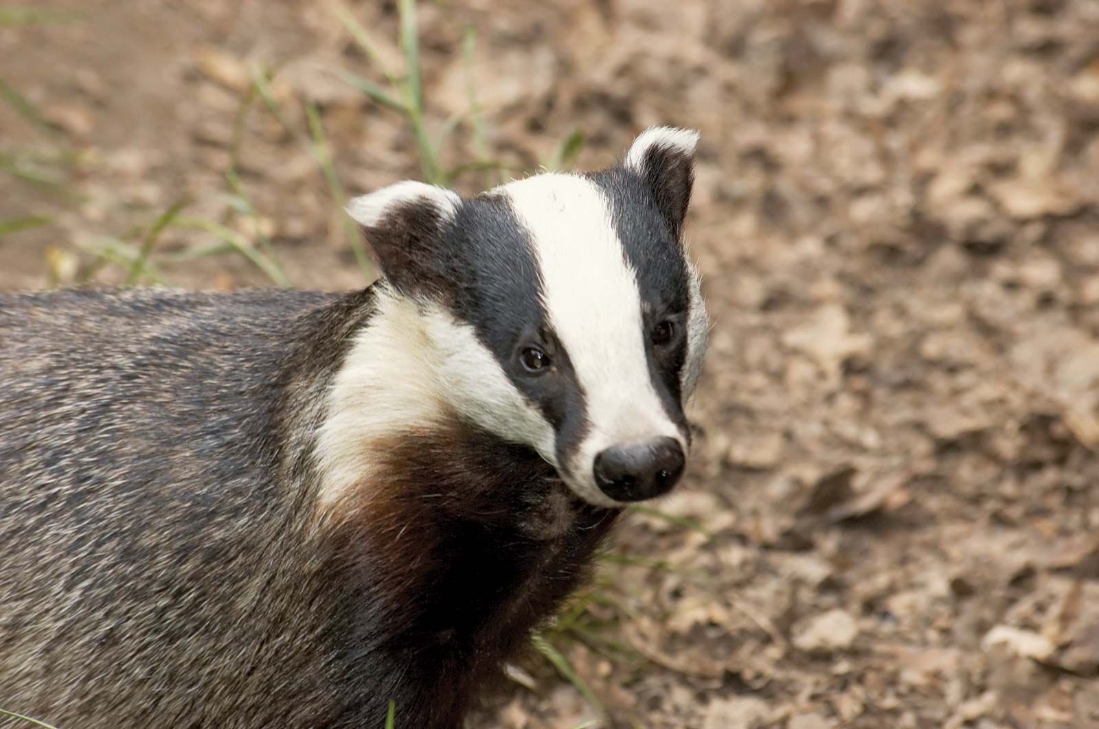 Detail Images Of A Badger Nomer 8