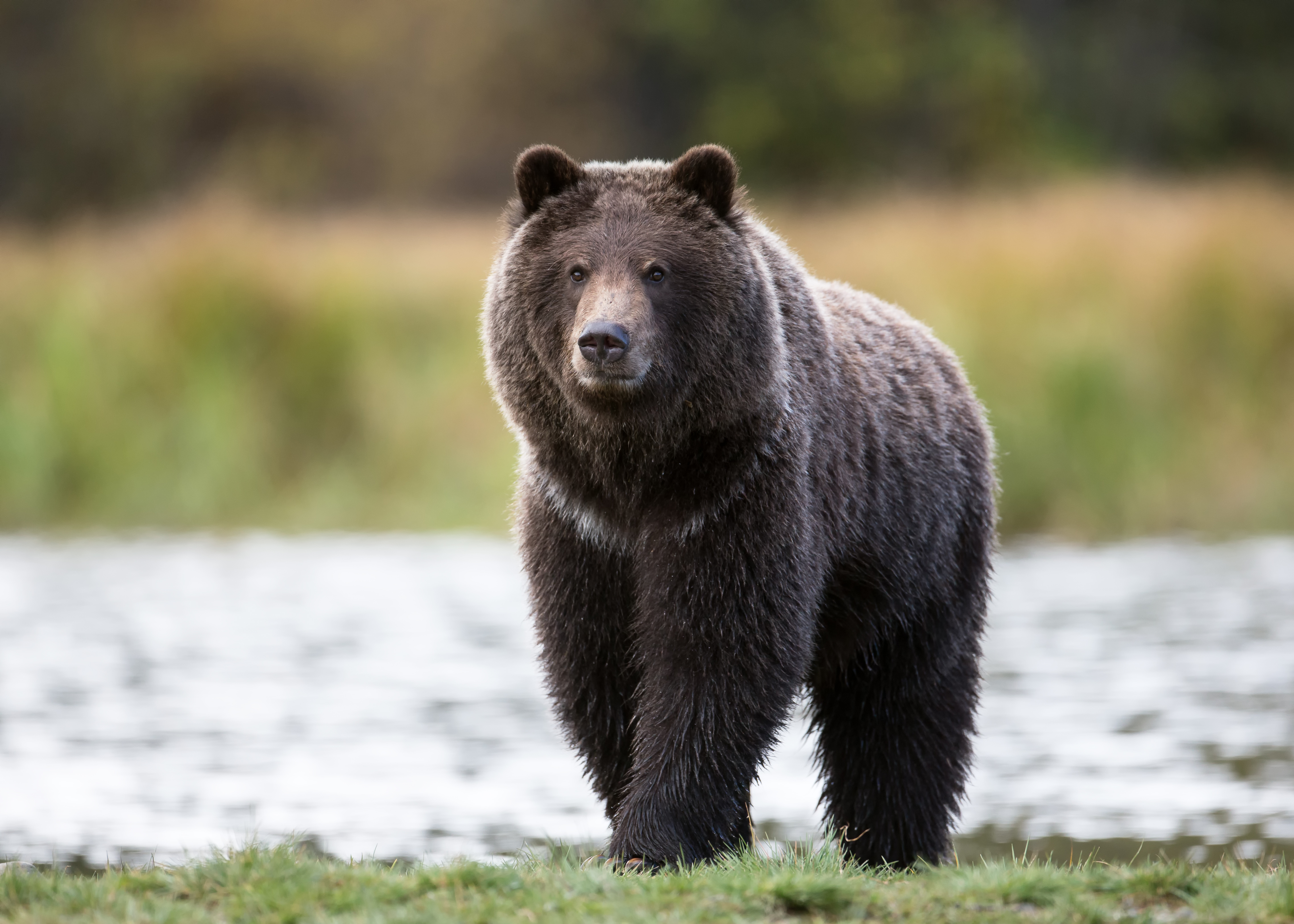 Detail Images Of A Bear Nomer 12