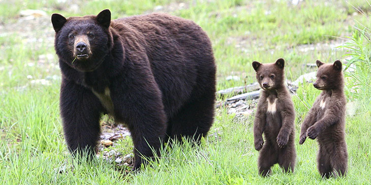 Detail Images Of A Bear Nomer 25