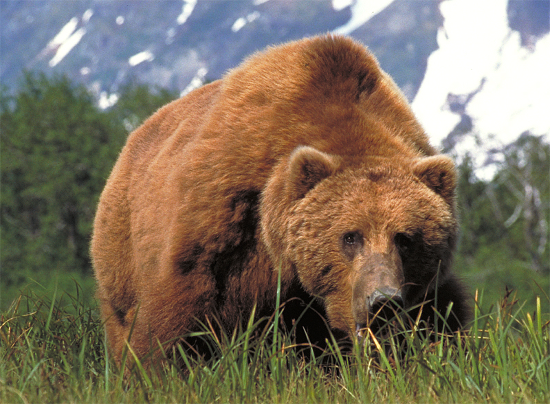 Detail Images Of A Bear Nomer 41