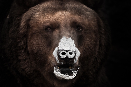 Detail Images Of A Bear Nomer 42