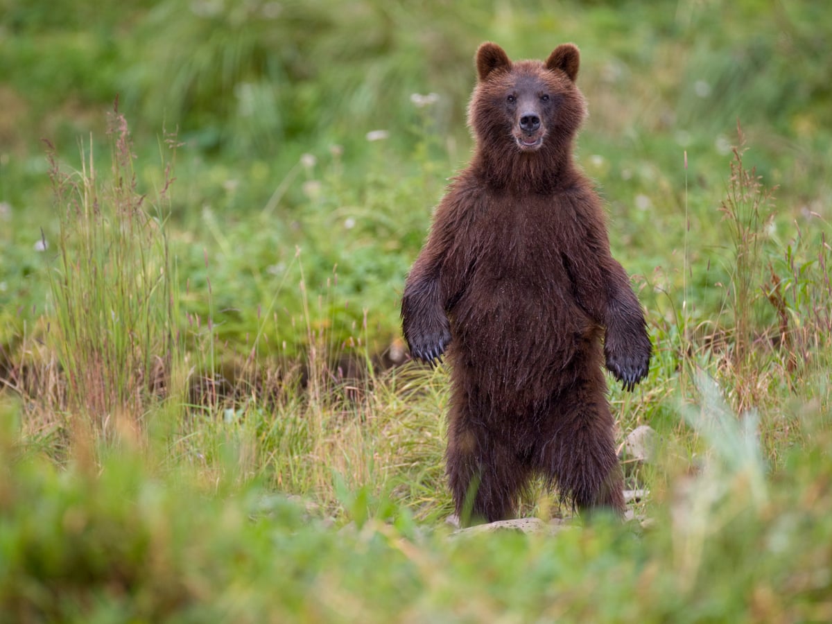 Detail Images Of A Bear Nomer 8