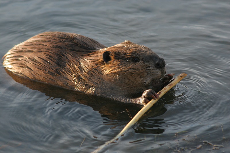 Detail Images Of A Beaver Nomer 5