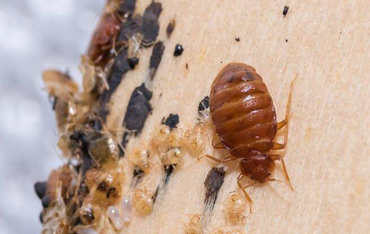 Detail Images Of A Bed Bug Nomer 11