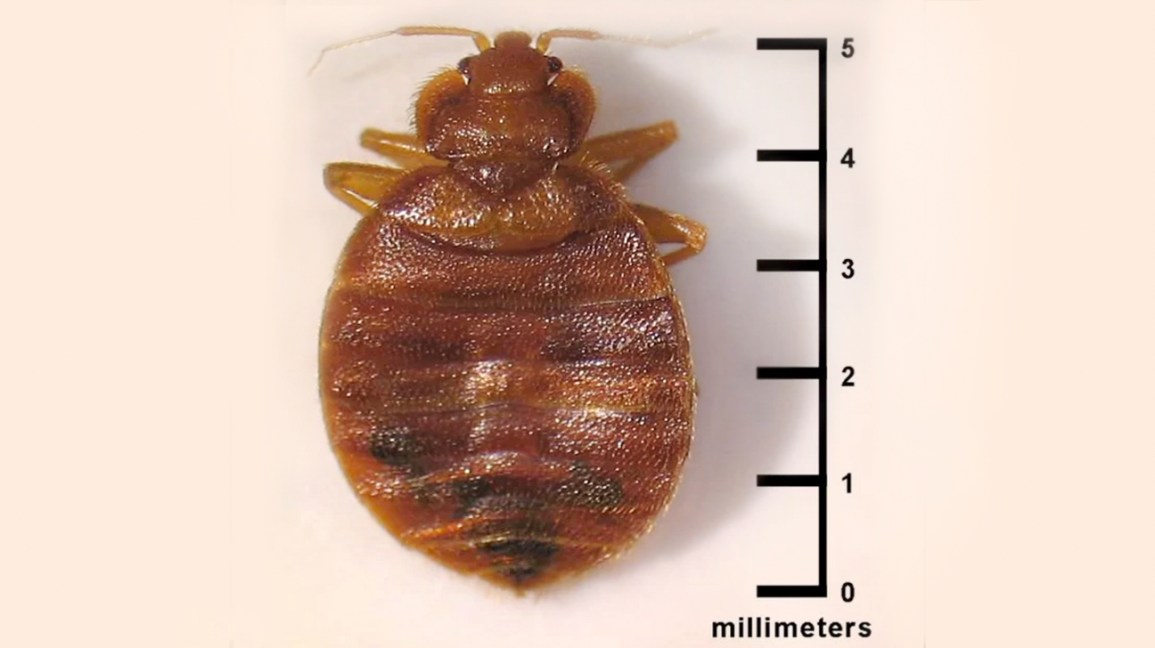 Detail Images Of A Bed Bug Nomer 21