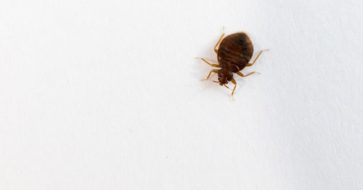 Detail Images Of A Bed Bug Nomer 26