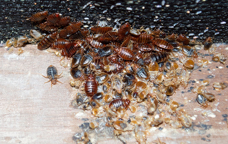 Detail Images Of A Bed Bug Nomer 27