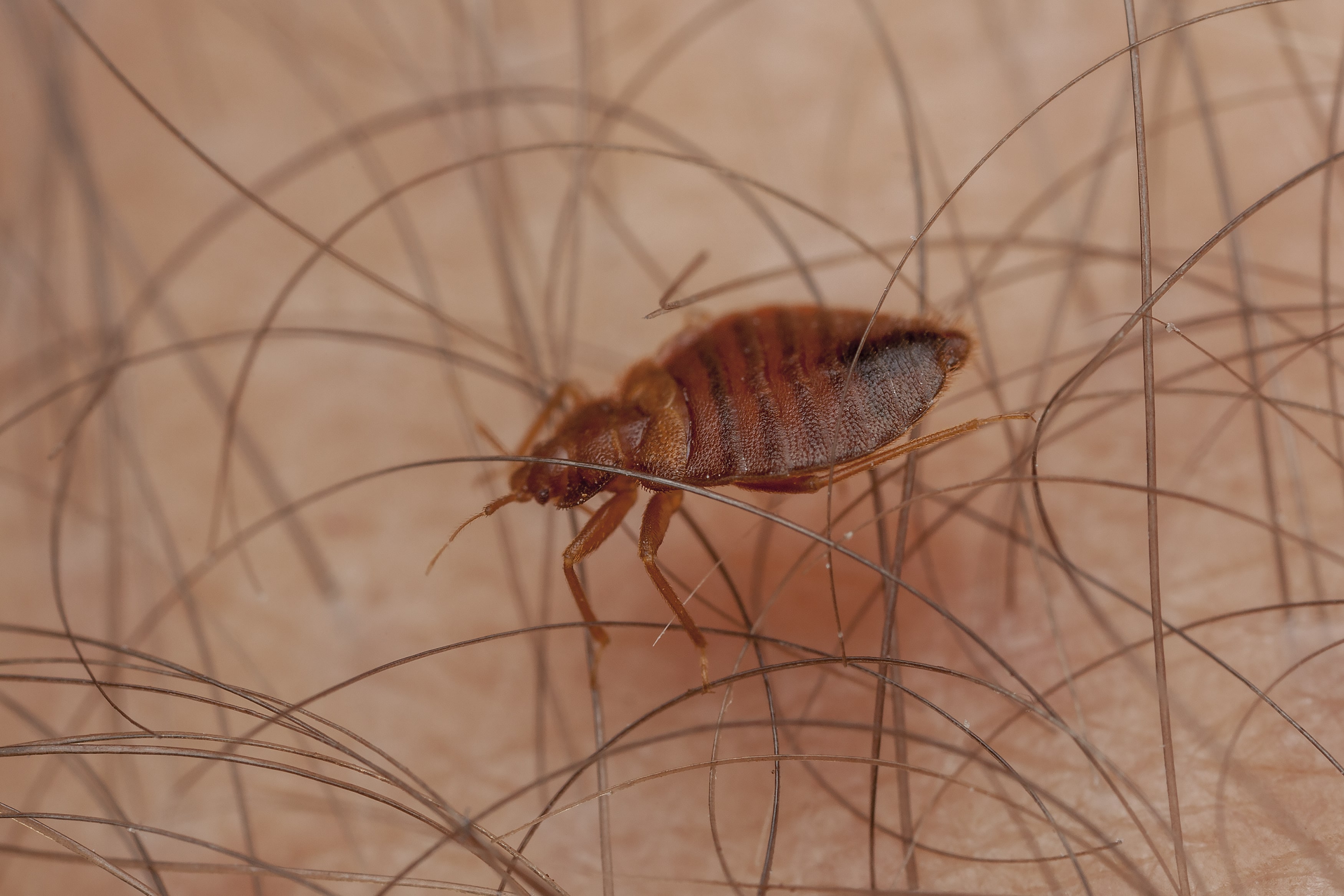Detail Images Of A Bed Bug Nomer 33