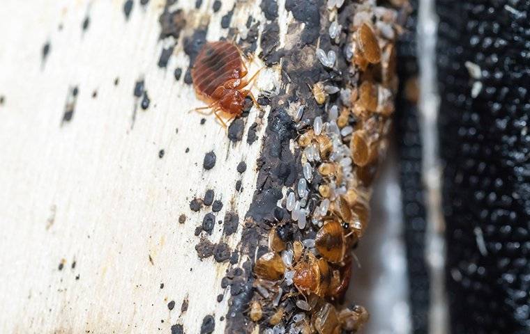 Detail Images Of A Bed Bug Nomer 45