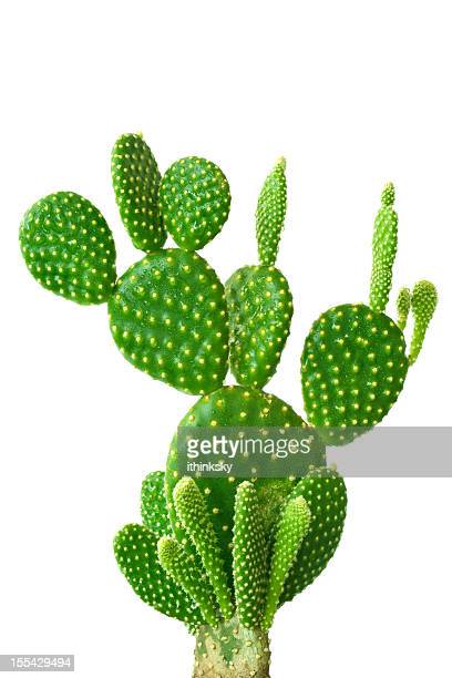 Download Images Of A Cactus Nomer 32