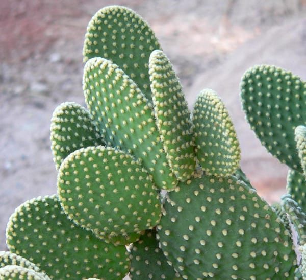Detail Images Of A Cactus Nomer 35