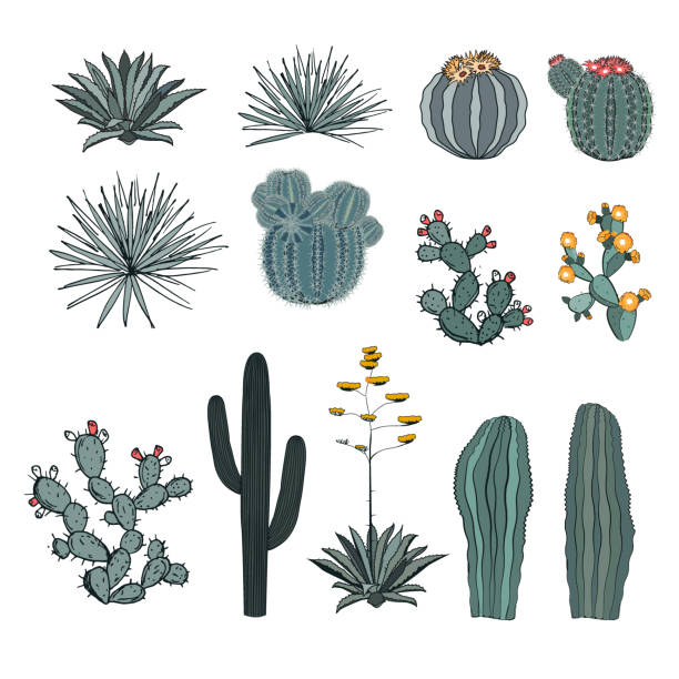 Detail Images Of A Cactus Nomer 47