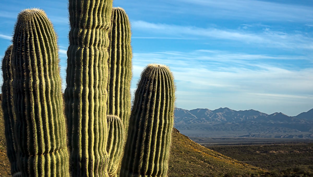 Detail Images Of A Cactus Nomer 55