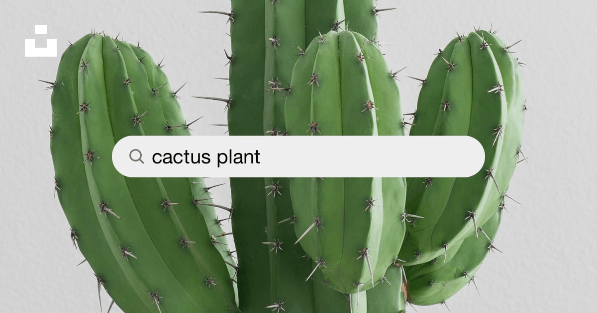 Detail Images Of A Cactus Nomer 57