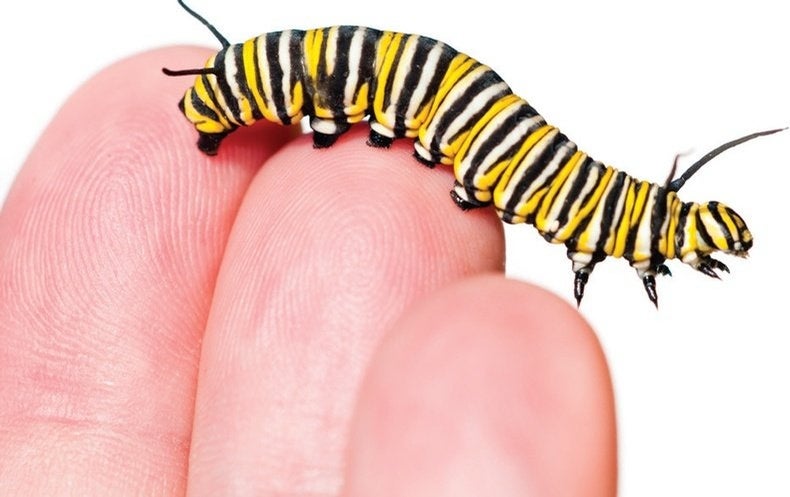 Detail Images Of A Caterpillar Nomer 11