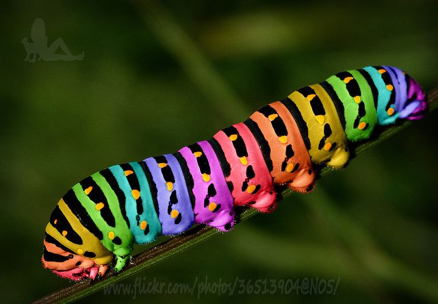 Detail Images Of A Caterpillar Nomer 21