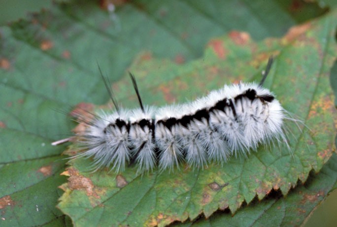 Detail Images Of A Caterpillar Nomer 31