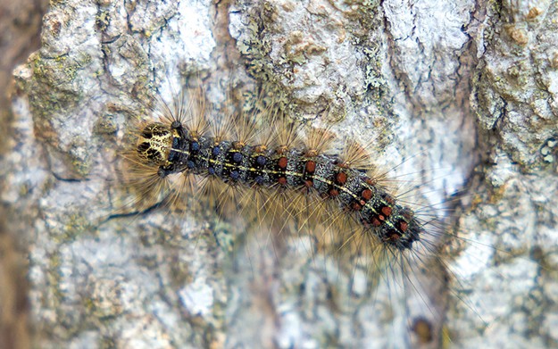 Detail Images Of A Caterpillar Nomer 33
